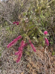 Hakea myrtoides