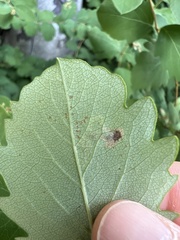 Aulagromyza luteoscutellata