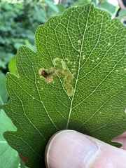 Aulagromyza luteoscutellata