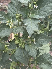 Solanum nigrum