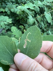 Aulagromyza luteoscutellata