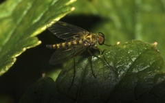 Chrysopilus asiliformis