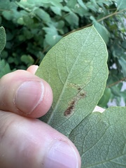 Aulagromyza luteoscutellata