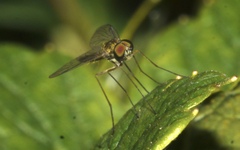 Chrysopilus asiliformis