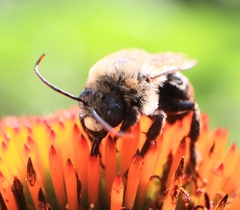 Melissodes desponsus