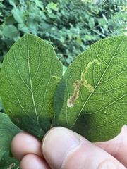 Aulagromyza luteoscutellata