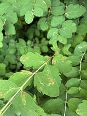 Aulagromyza luteoscutellata