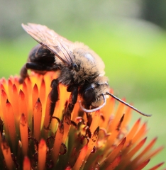 Melissodes desponsus