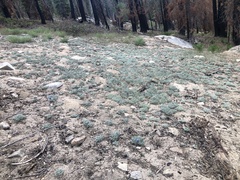 Lupinus breweri grandiflorus