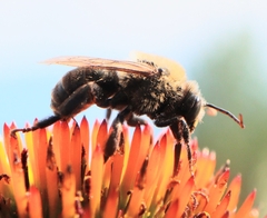 Melissodes desponsus