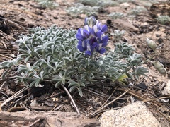 Lupinus breweri grandiflorus