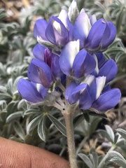 Lupinus breweri grandiflorus