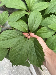 Parthenocissus inserta