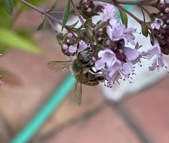 Apis mellifera