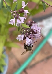 Apis mellifera
