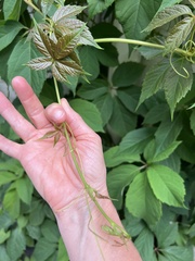 Parthenocissus inserta