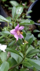 Frieseomelitta paupera