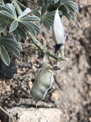 Lupinus breweri grandiflorus