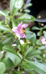 Frieseomelitta paupera