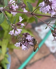 Apis mellifera