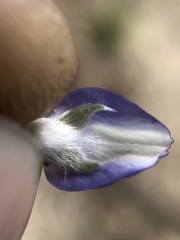 Lupinus breweri grandiflorus