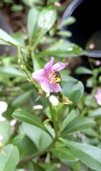 Frieseomelitta paupera