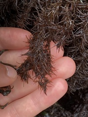 Odonthalia floccosa