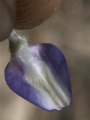 Lupinus breweri grandiflorus
