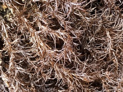 Odonthalia floccosa