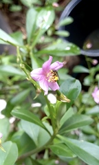 Frieseomelitta paupera