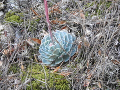 Echeveria simulans