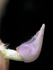 Lupinus breweri grandiflorus