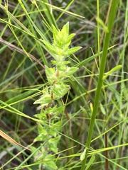 Gratiola pilosa