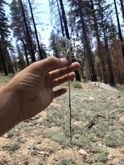 Lupinus breweri grandiflorus