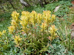 Castilleja peirsonii