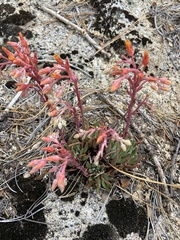 Dudleya pauciflora
