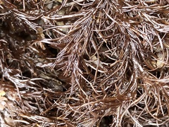Odonthalia floccosa