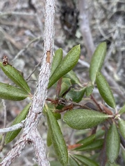 Comarostaphylis diversifolia