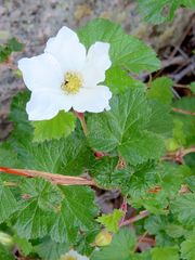 Rubus deliciosus