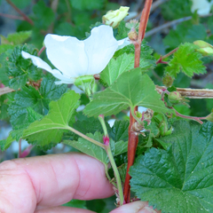 Rubus deliciosus