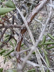 Comarostaphylis diversifolia