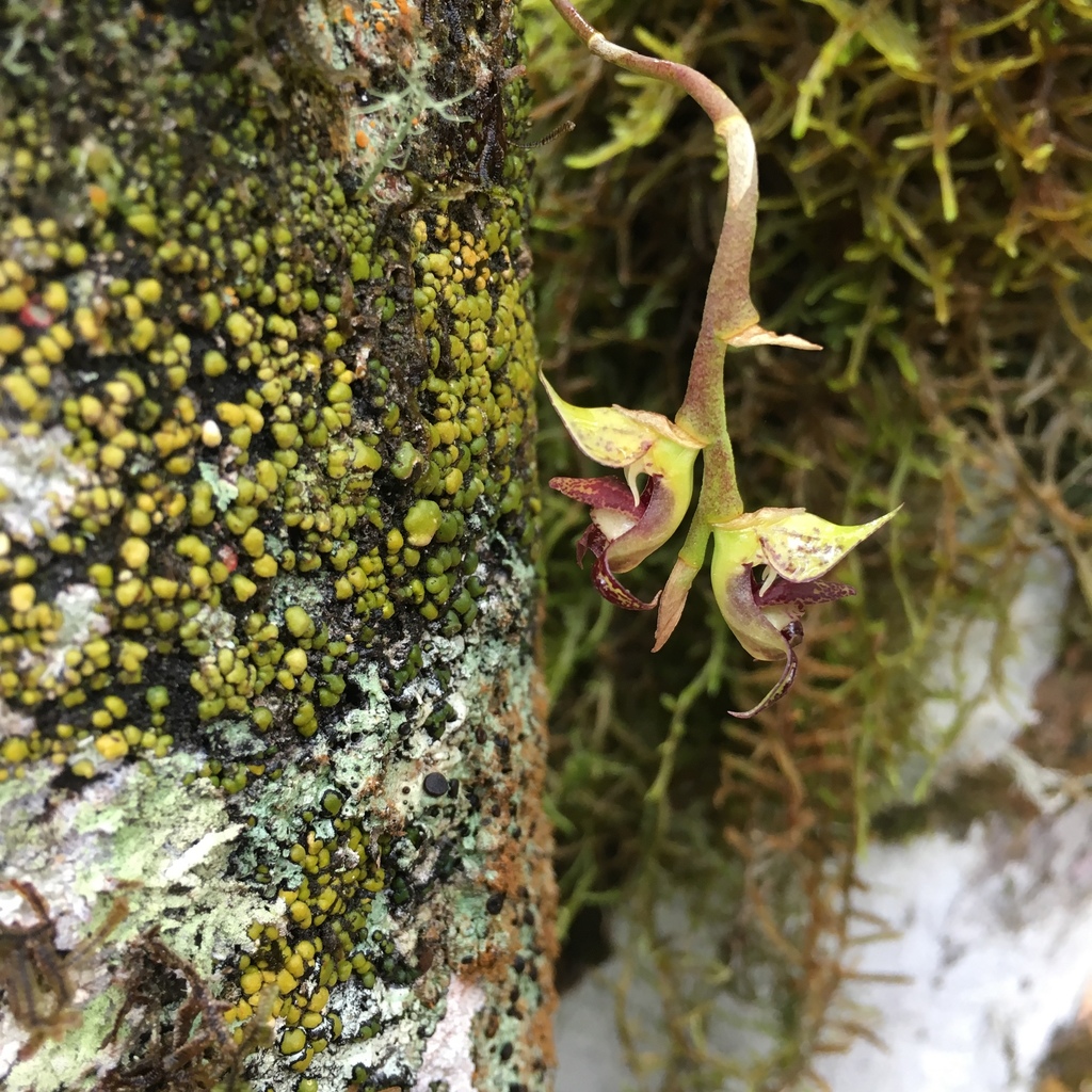Bulbophyllum campos-portoi