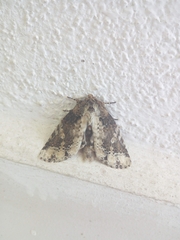 Disphragis tharis