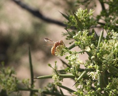 Eucerceris canaliculata