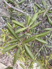 Comarostaphylis diversifolia