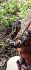 Crotalus stejnegeri