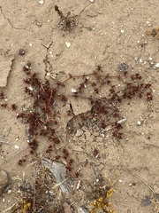 Chorizanthe polygonoides