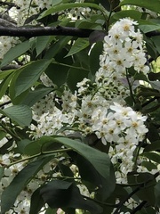 Prunus virginiana virginiana