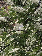 Prunus virginiana virginiana