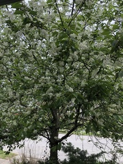 Prunus virginiana virginiana